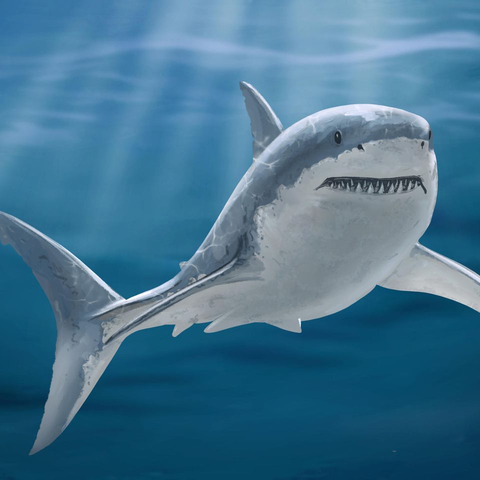 Megalodon