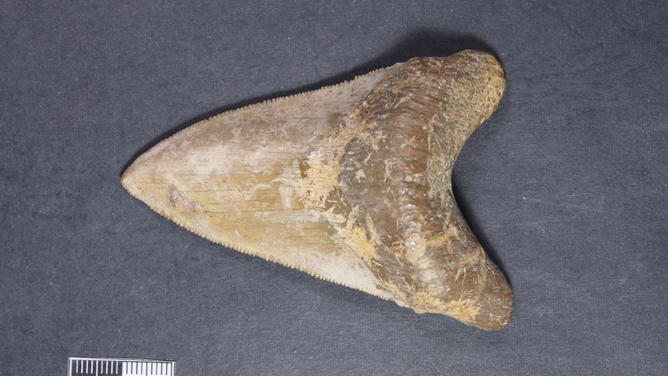 Topräuber: Zähne wie dieser von Megalodon wurden unter anderem in Australien, Afrika, Europa, Nordamerika gefunden, was auf eine weltweite Verbreitung des Urzeiträubers schließen lässt. Einige der Fundstücke sind mehr als 18 Zentimeter lang Zähne wie dieser von Megalodon wurden unter anderem in Australien, Afrika, Europa, Nordamerika gefunden, was auf eine weltweite Verbreitung des Urzeiträubers schließen lässt. Einige der Fundstücke sind mehr als 18 Zentimeter lang