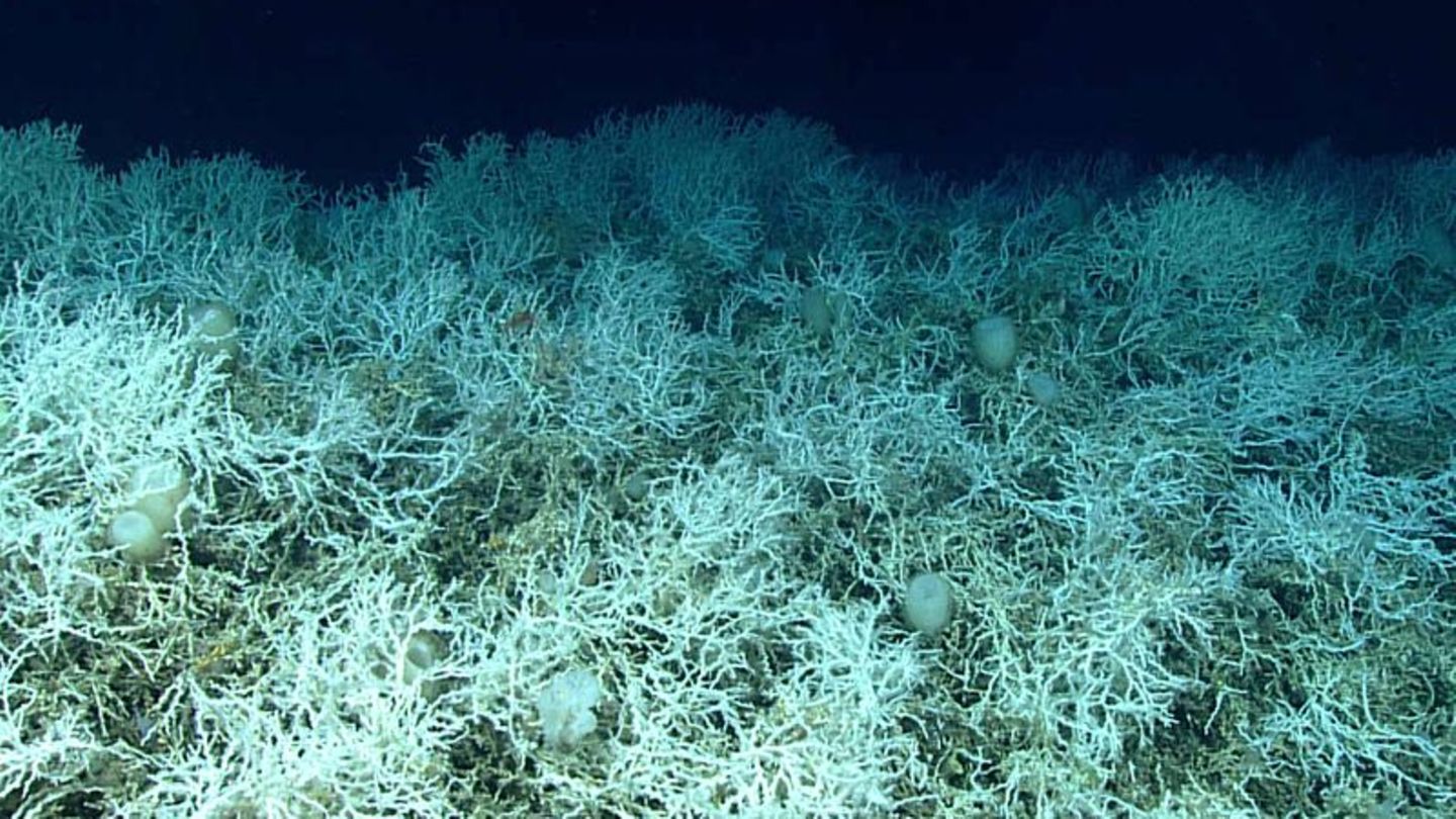 Dichte Felder von Lophelia pertusa auf den Hügeln des Blake-Plateaus