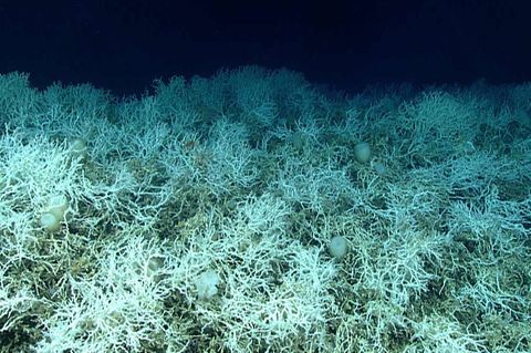 Dichte Felder von Lophelia pertusa auf den Hügeln des Blake-Plateaus