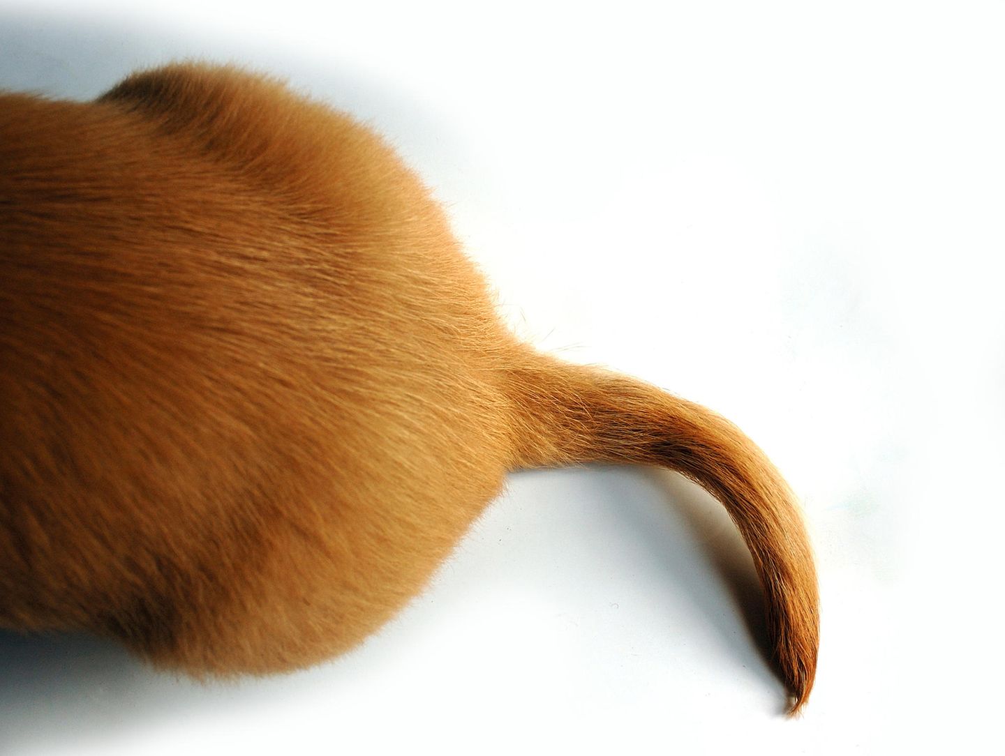 Hundepo mit Rute und rotem Fell