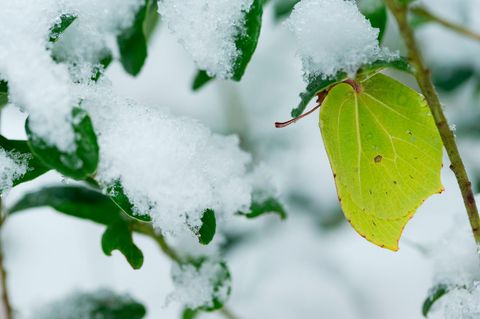 Zitronenfalter überleben selbst frostige Zeiten – ein physiologischer Trick macht diese biologische Meisterleistung möglich