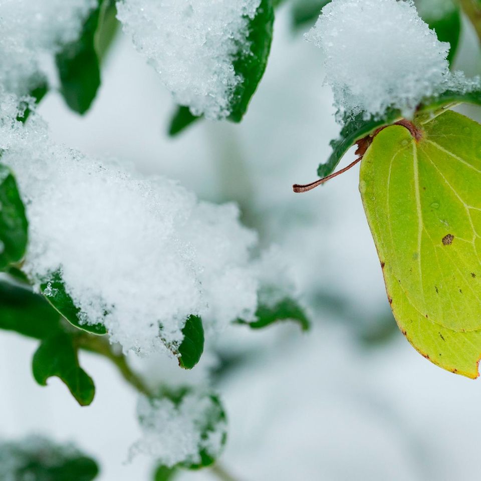 Zitronenfalter überleben selbst frostige Zeiten – ein physiologischer Trick macht diese biologische Meisterleistung möglich