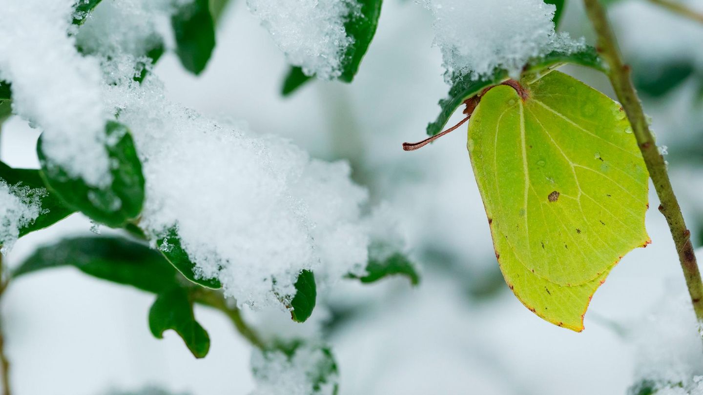 Zitronenfalter überleben selbst frostige Zeiten – ein physiologischer Trick macht diese biologische Meisterleistung möglich