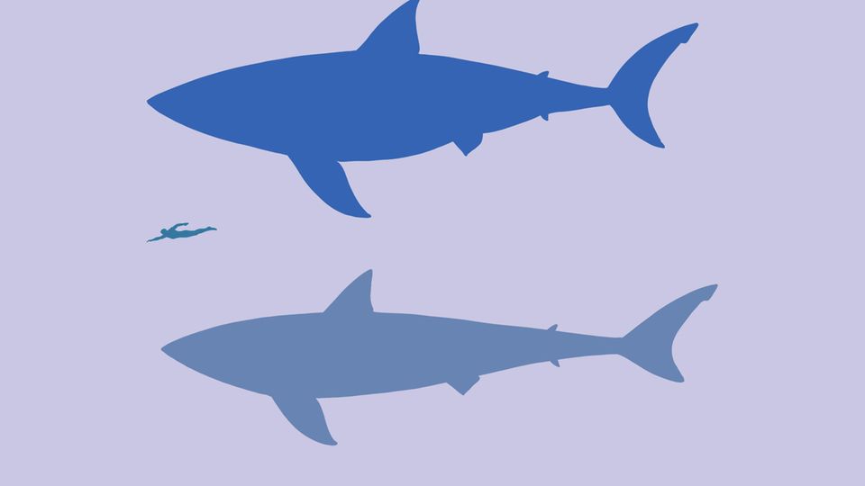 Silhouetten vom Weißen Hai und Megalodon