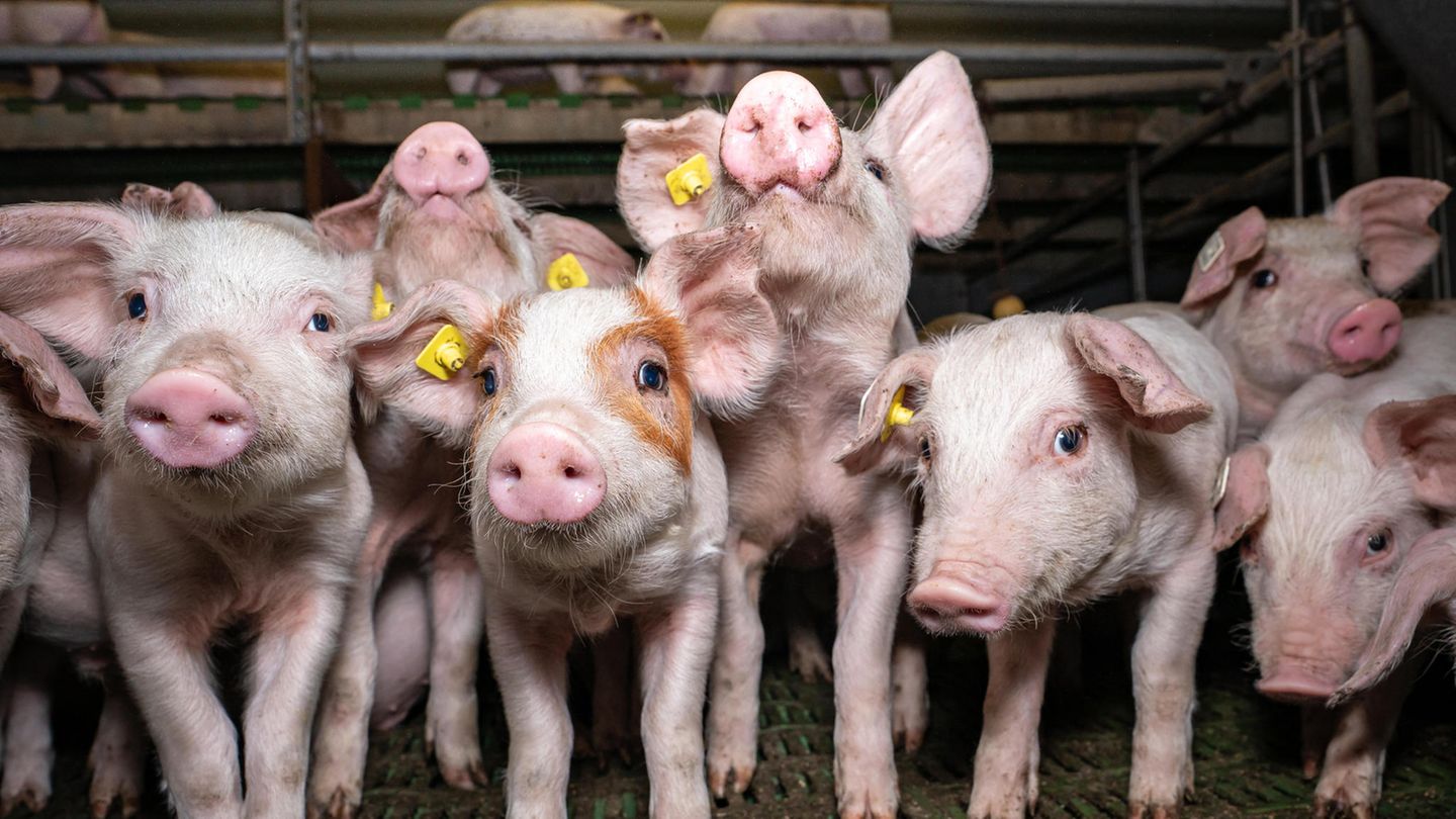 Neben Antibiotika wird in der industriellen Schweinehaltung ein Hormon eingesetzt, das aus dem Blut schwangerer Stuten gewonnen wird