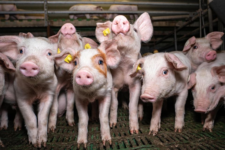 Neben Antibiotika wird in der industriellen Schweinehaltung ein Hormon eingesetzt, das aus dem Blut schwangerer Stuten gewonnen wird