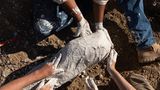 Menschen verpacken Dinosaurier-Rippe in Gips