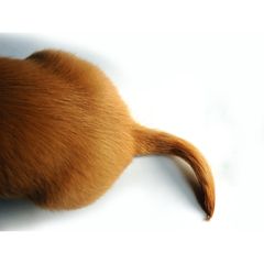 Tierverhalten: Wedeln Hunde nur deshalb mit dem Schwanz, damit wir sie mögen?