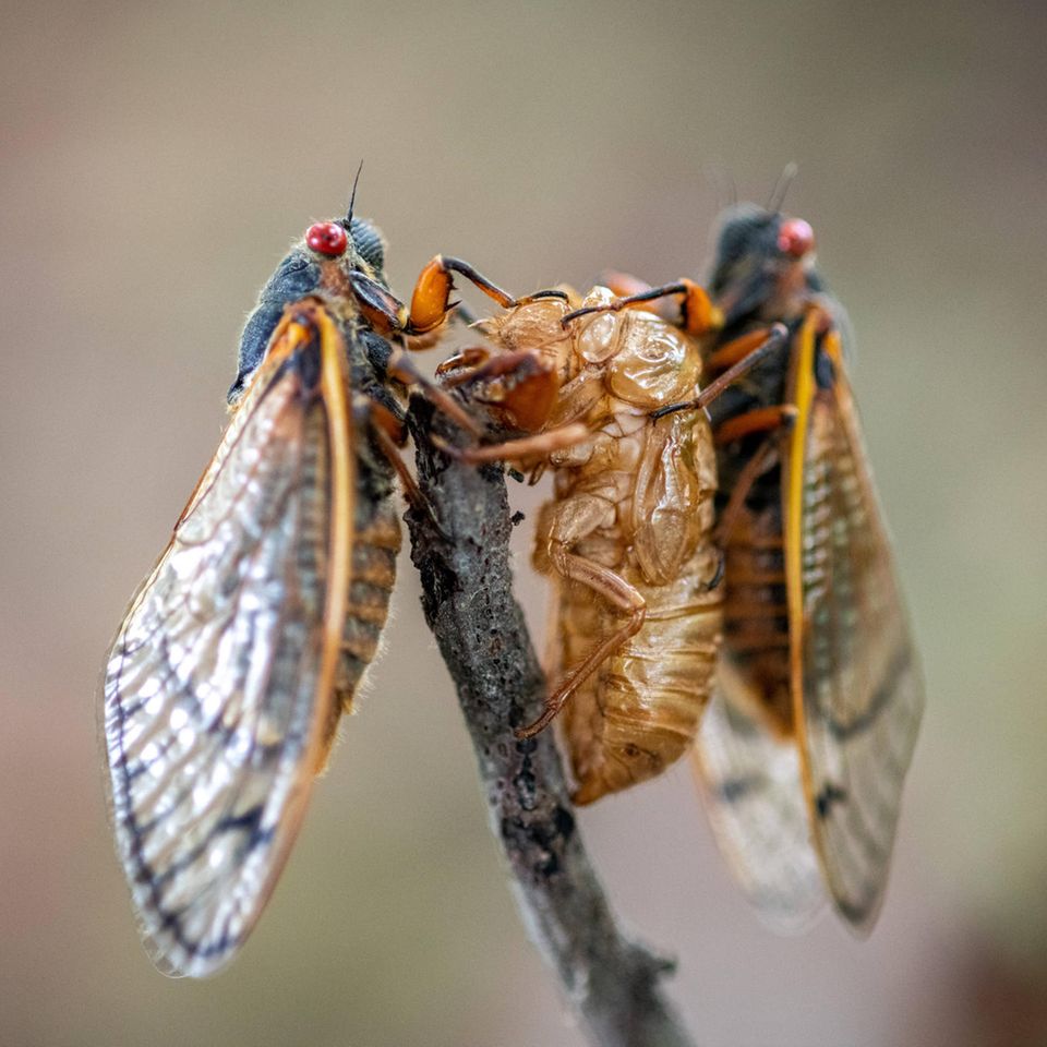 Zwei Zikaden an einem schmalen Ast, eine der beiden hat sich grade entpuppt