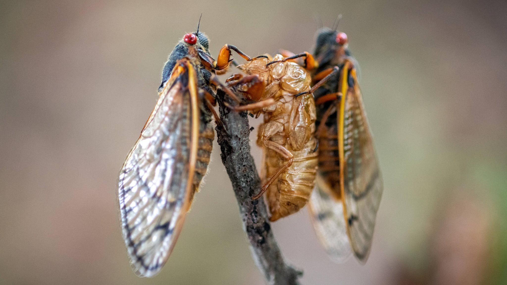 Zwei Zikaden an einem schmalen Ast, eine der beiden hat sich grade entpuppt