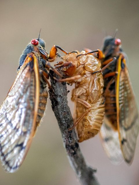 Zwei Zikaden an einem schmalen Ast, eine der beiden hat sich grade entpuppt