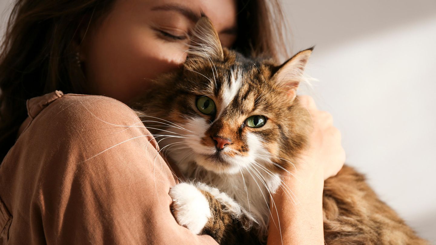 Eine Katze und ihre Besitzerin kuscheln
