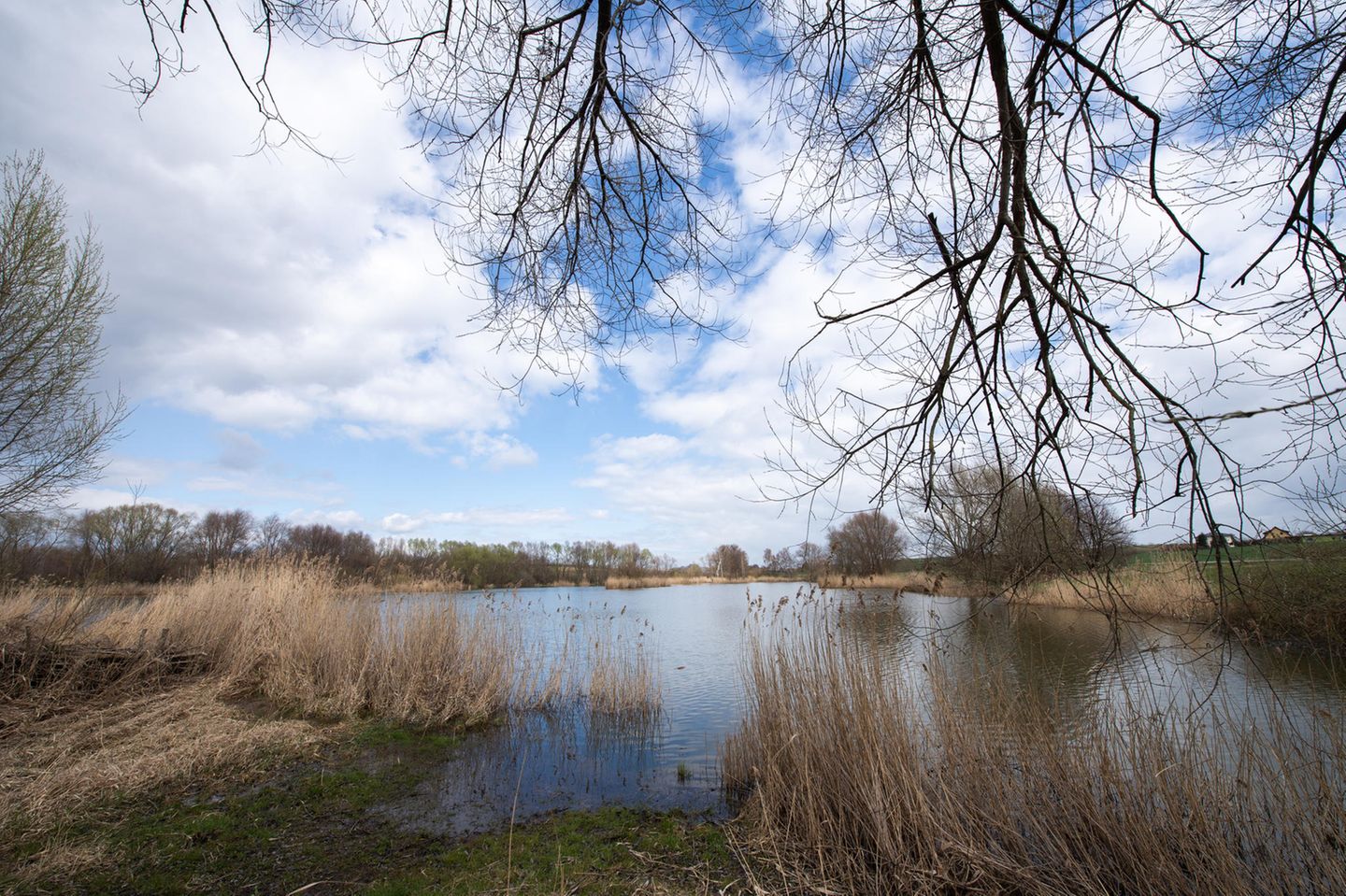 Moorlandschaft umgeben von wenigen, fast kahlen Bäumen