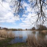 Moorlandschaft umgeben von wenigen, fast kahlen Bäumen