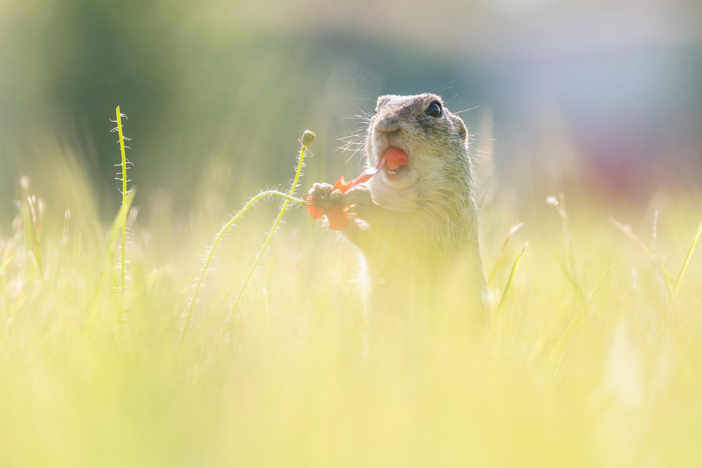 Das Bild von Sabine Kurz entstand an einem sonnigen Morgen: "Die Bedingungen waren perfekt. Ich legte mich ganz flach auf die Wiese, um auf Augenhöhe mit dem Motiv zu sein, und wartete mit respektvollem Abstand, bis sich die Ziesel vor ihrem Bau blicken ließen. Es dauerte auch nicht lange, und das Ziesel machte sich genüsslich über die leckere Mohnblume her!"