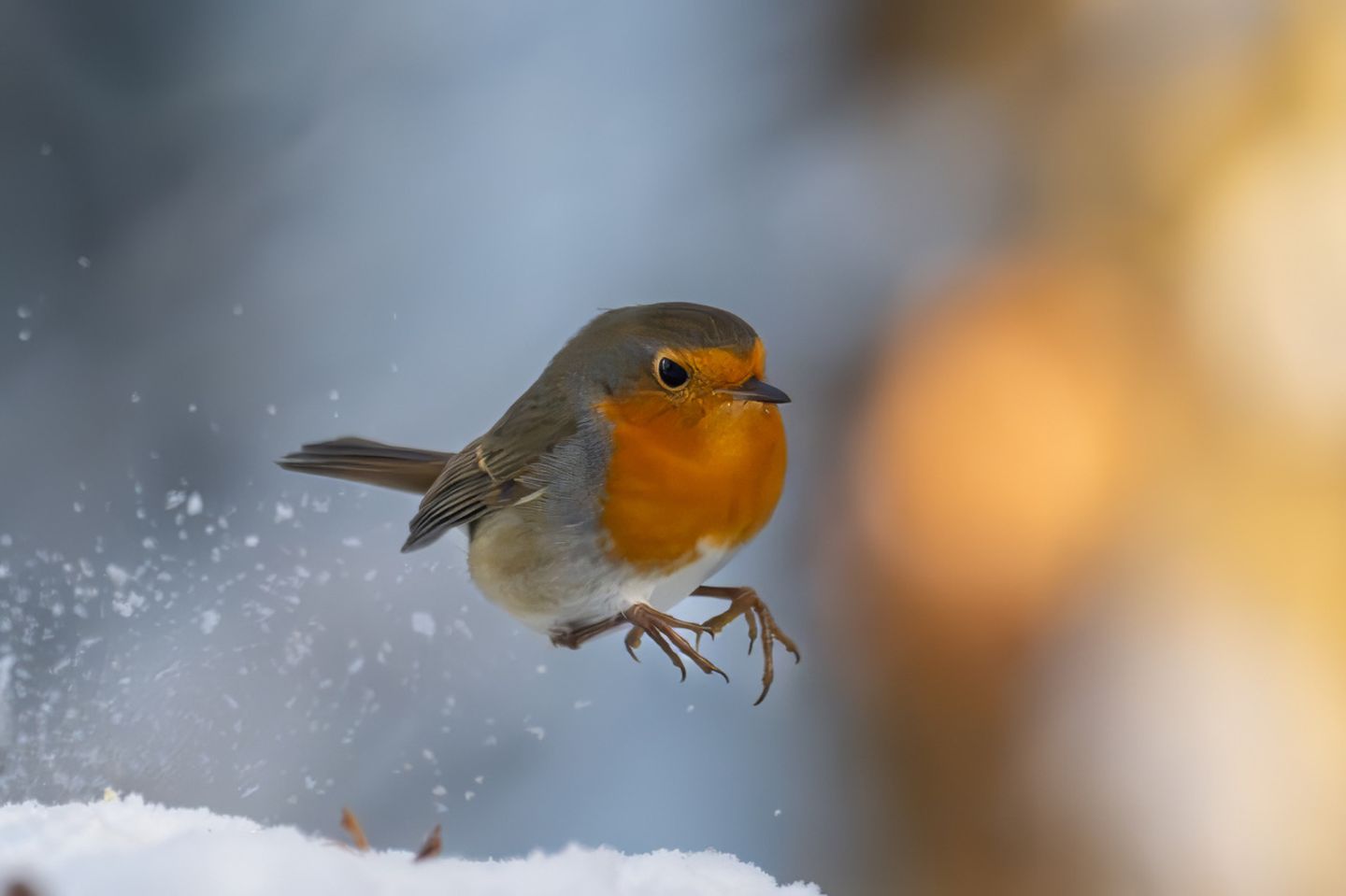 Dem kleinen Rotkehlchen scheint der Schnee nicht sonderlich gut zu gefallen. Der Fotograf saß an seiner Winterfütterung, als er den missmutig schauenden Vogel umherspringen sah