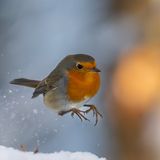 Dem kleinen Rotkehlchen scheint der Schnee nicht sonderlich gut zu gefallen. Der Fotograf saß an seiner Winterfütterung, als er den missmutig schauenden Vogel umherspringen sah