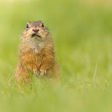 Was hier so perplex in die Kamera schaut, ist ein Europäischer Ziesel. Die kleinen Nagetiere sind stark gefährdet, jedoch gibt es in der Region um Wien eine große Population. Hier konnte auch Mario Hildebrandt sein Foto aufnehmen