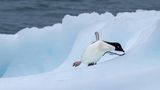 Zwar sind Pinguine in der Antarktis heimisch, das scheint sie aber nicht davor zu schützen, über das Eis zu rutschen. "Als der Pinguin von einem recht kleinen Eisberg runter wollte, merkte ich, dass er sich unsicher fühlt. Das motivierte mich, meine Kamera auf den kleinen Pinguin zu richten. Genau in diesem Augenblick rutschte er aus. Doch gerade konnte er sich mit seiner Flosse noch abstützen und hatte das Eis bald wieder fest unter den Füßen," schreibt Karlheinz Reichert über sein GEO-Leserfoto