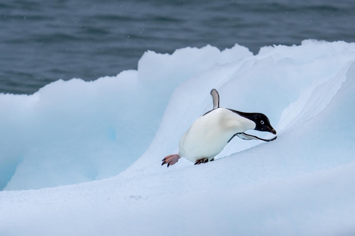 Zwar sind Pinguine in der Antarktis heimisch, das scheint sie aber nicht davor zu schützen, über das Eis zu rutschen. "Als der Pinguin von einem recht kleinen Eisberg runter wollte, merkte ich, dass er sich unsicher fühlt. Das motivierte mich, meine Kamera auf den kleinen Pinguin zu richten. Genau in diesem Augenblick rutschte er aus. Doch gerade konnte er sich mit seiner Flosse noch abstützen und hatte das Eis bald wieder fest unter den Füßen," schreibt Karlheinz Reichert über sein GEO-Leserfoto