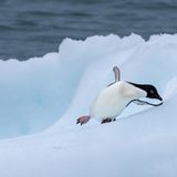 Zwar sind Pinguine in der Antarktis heimisch, das scheint sie aber nicht davor zu schützen, über das Eis zu rutschen. "Als der Pinguin von einem recht kleinen Eisberg runter wollte, merkte ich, dass er sich unsicher fühlt. Das motivierte mich, meine Kamera auf den kleinen Pinguin zu richten. Genau in diesem Augenblick rutschte er aus. Doch gerade konnte er sich mit seiner Flosse noch abstützen und hatte das Eis bald wieder fest unter den Füßen," schreibt Karlheinz Reichert über sein GEO-Leserfoto