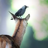 "Eigentlich hatte ich keine großen Erwartungen an den Tag, ich wollte lediglich Rothirsche fotografieren. Doch dann merkte ich, dass eigentlich auf allen Hirschen Stare oder Dohlen saßen. Einige Hirsche wehrten sich vehement, doch andere hatten scheinbar kein Problem damit, und so konnte ich einige wenige Fotos machen", erklärt David Stenitzer den besonderen Moment, den er festgehalten hat