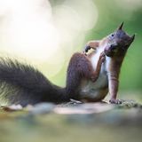 Dieses Foto ist in einem Park im Ruhrgebiet entstanden. Dem Fotografen fiel auf, dass die Eichhörnchen die Fußwege dort in regelmäßigen Abständen passieren, "um die eine oder andere Leckerei auf der anderen Seite zu ergattern und in Sicherheit zu bringen. Dem Exemplar auf dem Foto kam ein offensichtlich unaufhaltbarer Juckreiz dazwischen, dem prompt entgegnet werden musste." 