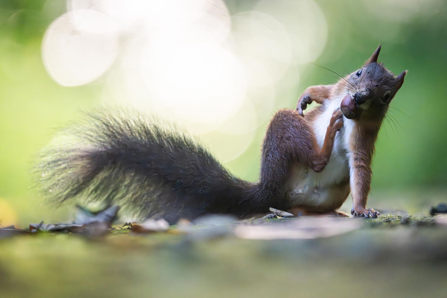 Dieses Foto ist in einem Park im Ruhrgebiet entstanden. Dem Fotografen fiel auf, dass die Eichhörnchen die Fußwege dort in regelmäßigen Abständen passieren, "um die eine oder andere Leckerei auf der anderen Seite zu ergattern und in Sicherheit zu bringen. Dem Exemplar auf dem Foto kam ein offensichtlich unaufhaltbarer Juckreiz dazwischen, dem prompt entgegnet werden musste." 