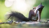 Dieses Foto ist in einem Park im Ruhrgebiet entstanden. Dem Fotografen fiel auf, dass die Eichhörnchen die Fußwege dort in regelmäßigen Abständen passieren, "um die eine oder andere Leckerei auf der anderen Seite zu ergattern und in Sicherheit zu bringen. Dem Exemplar auf dem Foto kam ein offensichtlich unaufhaltbarer Juckreiz dazwischen, dem prompt entgegnet werden musste." 