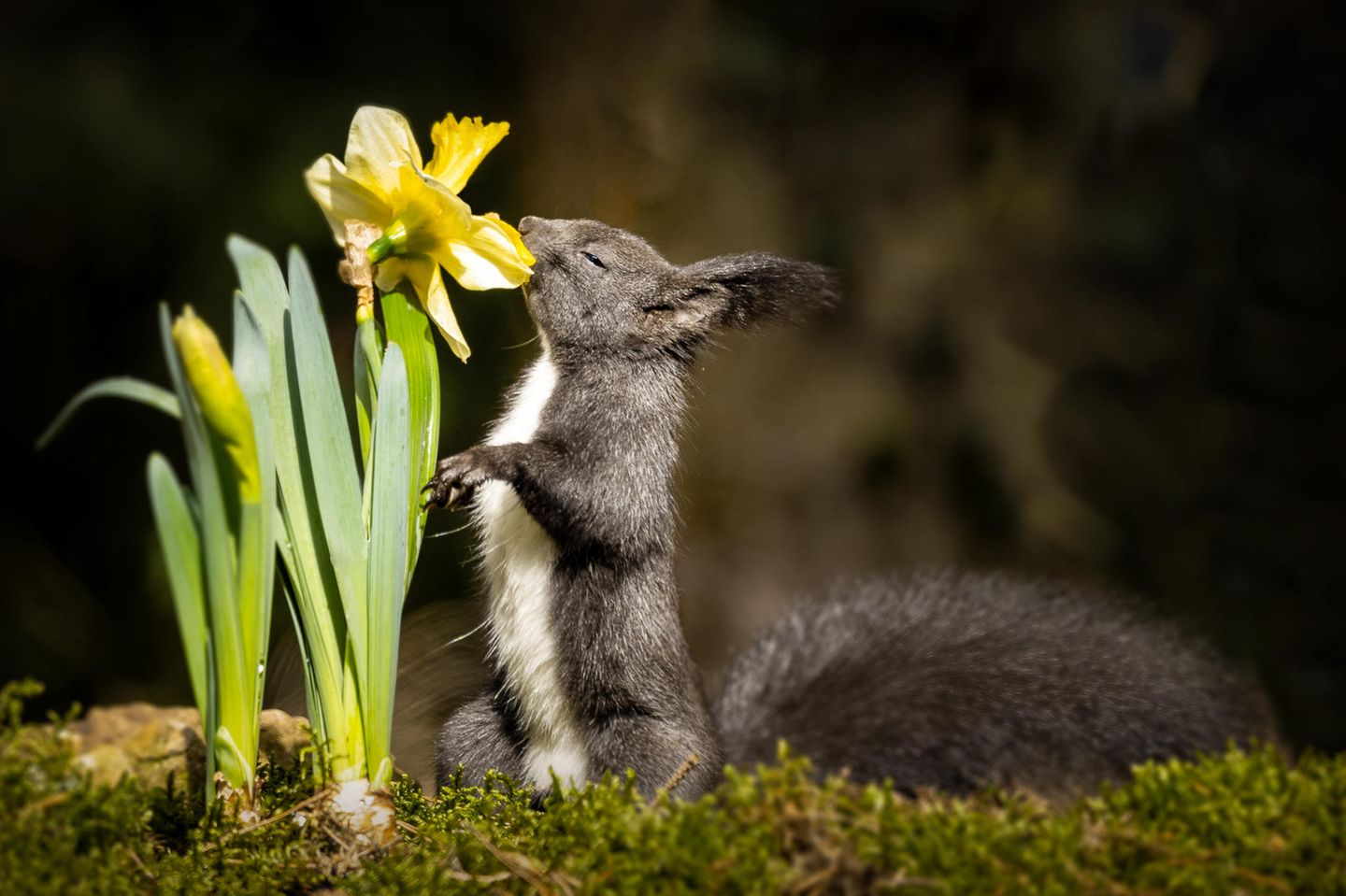 Die Fotografin hat ihrem Bild den Titel "Buddy liebt alle Blumen" gegeben. Das Eichhörnchen scheint den Duft der Osterglocke auf jeden Fall zu genießen