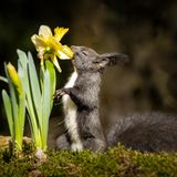 Die Fotografin hat ihrem Bild den Titel "Buddy liebt alle Blumen" gegeben. Das Eichhörnchen scheint den Duft der Osterglocke auf jeden Fall zu genießen