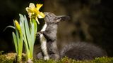 Die Fotografin hat ihrem Bild den Titel "Buddy liebt alle Blumen" gegeben. Das Eichhörnchen scheint den Duft der Osterglocke auf jeden Fall zu genießen