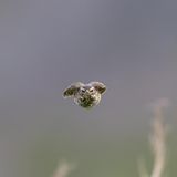 "Ich war am Meer spazieren und hatte natürlich meine Kamera dabei, als mich plötzlich diese Rotdrossel anmeckerte. Um mich von ihrem Nest wegzulocken, flog sie mich einige Male frontal an. Schnell verstand ich, was sie mir sagen wollte, und lief ein Stück weiter. Doch nach kurzer Zeit verriet sie mir sogar, wo sie ihr Nest versteckt hatte," erinnert sich Anne Lindner an dieses Urlaubsbild