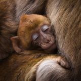 Affen im Mittleren Atlas in Marokko