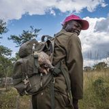 Umweltschützer mit Schuppentier im Rucksack in einem Nationalpark in Simbabwe.