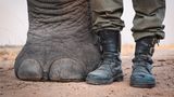 Nahaufnahme von einem Rhinozeros-Fuß neben zwei Menschenfüßen.