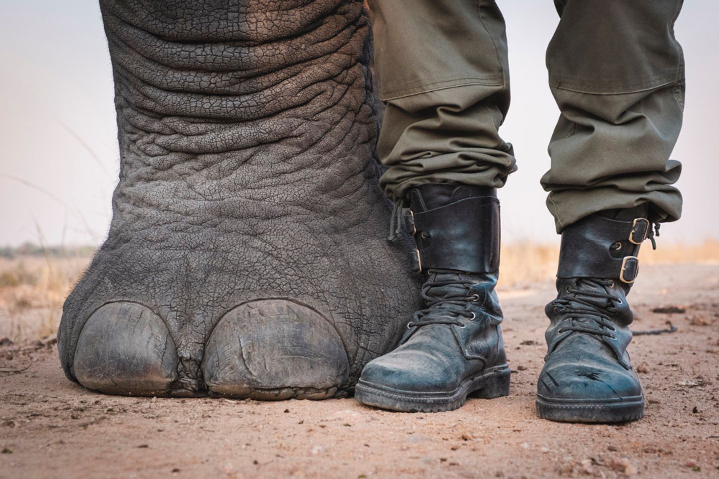 Besondere Erwähnung in der Kategorie "Natur, Tierwelt und Naturschutz" Nahaufnahme von einem Rhinozeros-Fuß neben zwei Menschenfüßen.