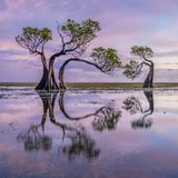 Mangroven auf der Insel Sumba in Indonesien