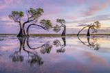 Mangroven auf der Insel Sumba in Indonesien