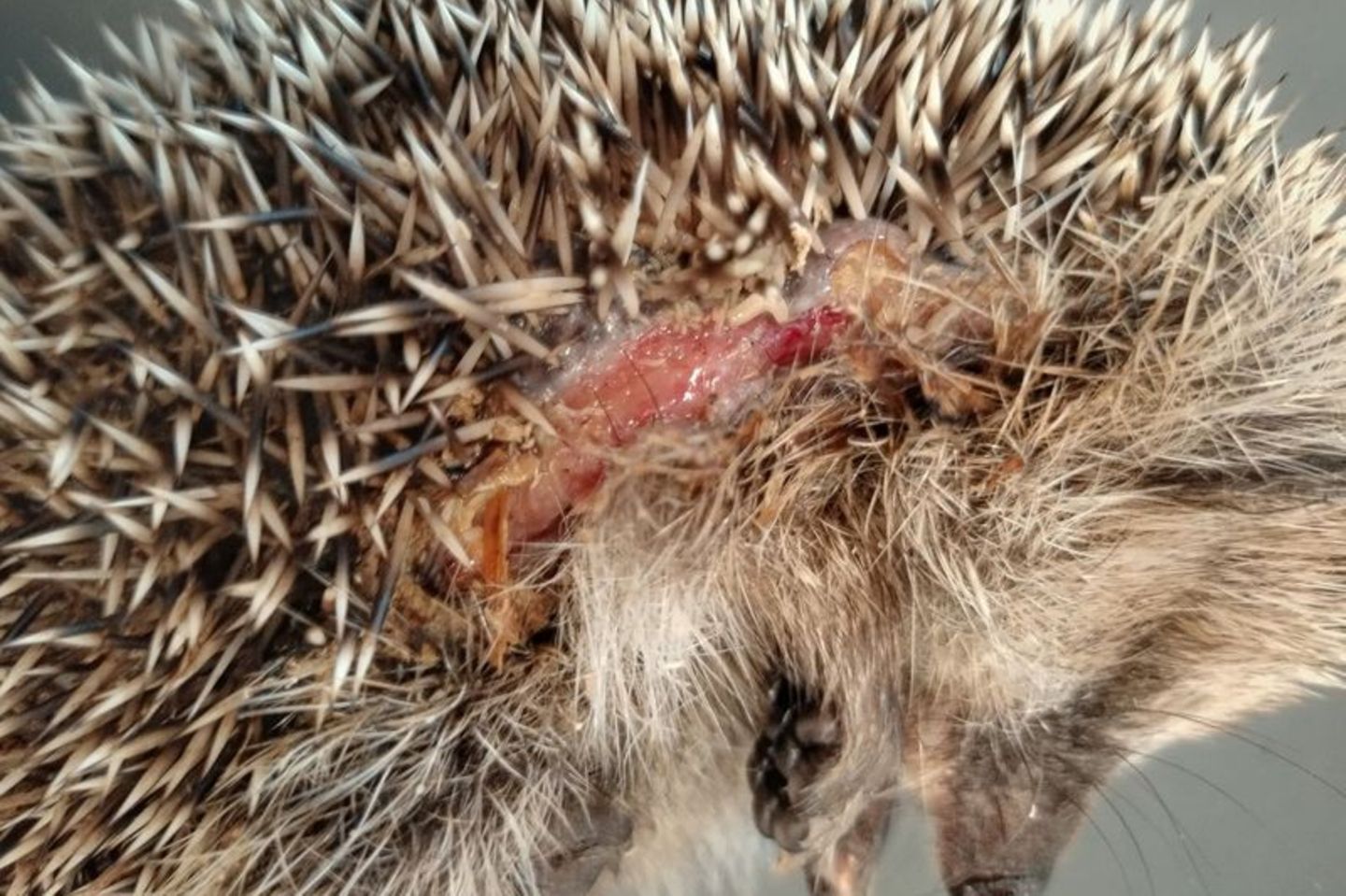 Ein Igel mit Schnittverletzungen. Foto: Editha Schneider/Forschungsverbund Berlin e.V. (FVB)/dpa