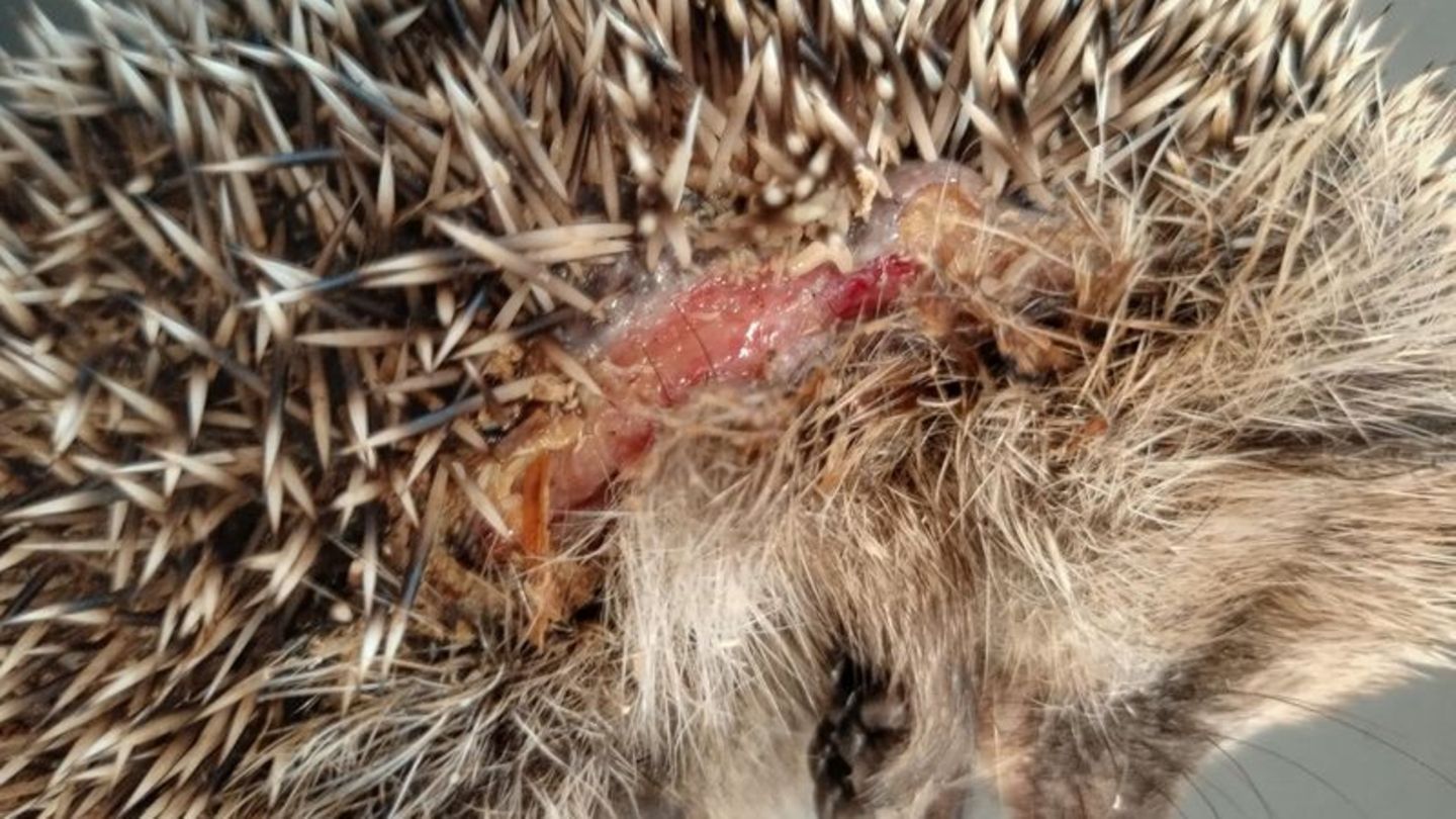 Ein Igel mit Schnittverletzungen. Foto: Editha Schneider/Forschungsverbund Berlin e.V. (FVB)/dpa