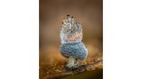 Diesen nur einen Millimeter großen Schleimpilz (Didymium squamulosum) fand Barry Webb in der Laubstreu eines Waldes in Buckinghamshire: "Der Frost hatte auf dem Fruchtkörper eine kronenartige Form gebildet, sodass ich sehr vorsichtig sein musste. Bei einem früheren Versuch hatte mein Atem das Eis auf einem Pilz geschmolzen, dem ich zu nahe gekommen war." Mit seinem außergewöhnlichen Bild gewann der Fotograf in der Kategorie "Fungi". 