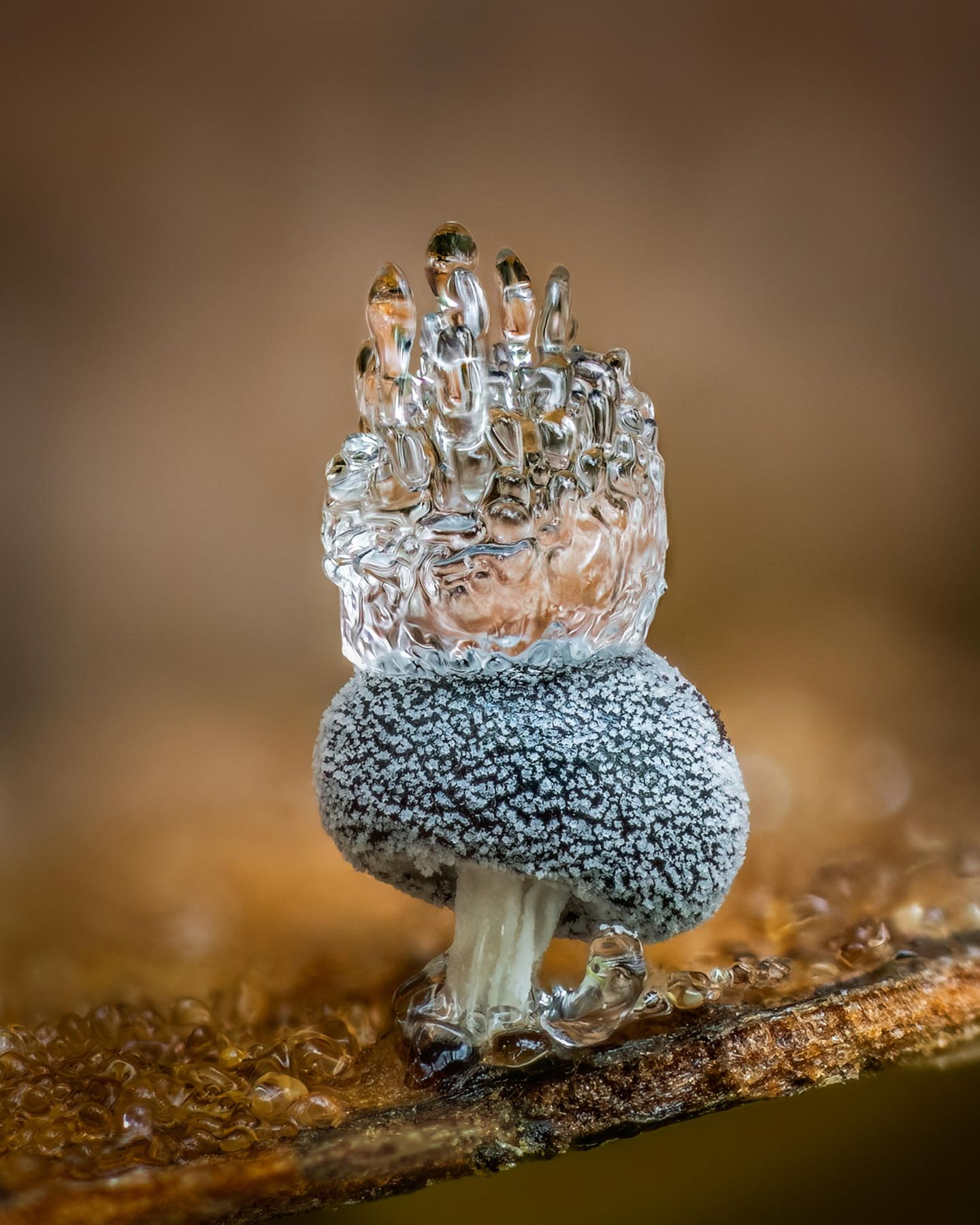 "The Ice Crown" Diesen nur einen Millimeter großen Schleimpilz (Didymium squamulosum) fand Barry Webb in der Laubstreu eines Waldes in Buckinghamshire: "Der Frost hatte auf dem Fruchtkörper eine kronenartige Form gebildet, sodass ich sehr vorsichtig sein musste. Bei einem früheren Versuch hatte mein Atem das Eis auf einem Pilz geschmolzen, dem ich zu nahe gekommen war." Mit seinem außergewöhnlichen Bild gewann der Fotograf in der Kategorie "Fungi".