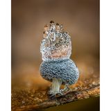 Diesen nur einen Millimeter großen Schleimpilz (Didymium squamulosum) fand Barry Webb in der Laubstreu eines Waldes in Buckinghamshire: "Der Frost hatte auf dem Fruchtkörper eine kronenartige Form gebildet, sodass ich sehr vorsichtig sein musste. Bei einem früheren Versuch hatte mein Atem das Eis auf einem Pilz geschmolzen, dem ich zu nahe gekommen war." Mit seinem außergewöhnlichen Bild gewann der Fotograf in der Kategorie "Fungi". 