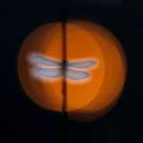 Eine Libelle trocknet ihre Flügel im frühen Sonnenlicht im niederländischen Naturschutzgebiet Kampina. Wim Vooijs wählte sein 200–600-Millimeter-Telezoom, um die Schönheit dieses Augenblicks einzufangen: "Durch die manuelle Fokussierung konnte ich genau das Bild finden, das meinem Geschmack entsprach."   