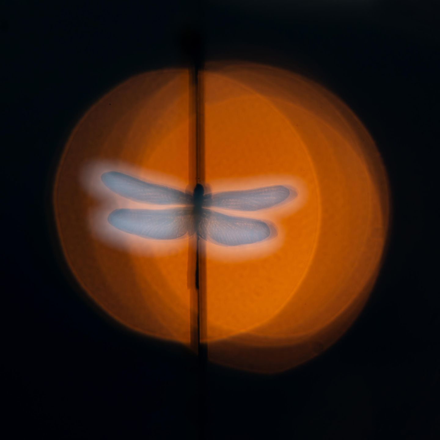 "Sunrise Beauty" Eine Libelle trocknet ihre Flügel im frühen Sonnenlicht im niederländischen Naturschutzgebiet Kampina. Wim Vooijs wählte sein 200–600-Millimeter-Telezoom, um die Schönheit dieses Augenblicks einzufangen: "Durch die manuelle Fokussierung konnte ich genau das Bild finden, das meinem Geschmack entsprach."