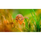 Der 16-jährige Alexis Tinker-Tsavalas belegt mit diesem Foto den dritten Platz in der Kategorie "Youth": "Bei einem Winterspaziergang im Wald stieß ich auf einen umgestürzten Baumstamm, der mit Moos bedeckt war, und entdeckte bei näherem Hinsehen darin einen Haufen Bunter Kugelspringer."