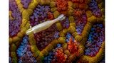 Ein raffinierter Wandteppich im marinen Ökosystem? Das Bild fängt die Beziehung zwischen einer Garnele und einem Seestern ein. Aufgenommen hat es Simon Theuma in Shellharbour, Australien. In der Kategorie "Underwater" belegt er damit den ersten Platz.