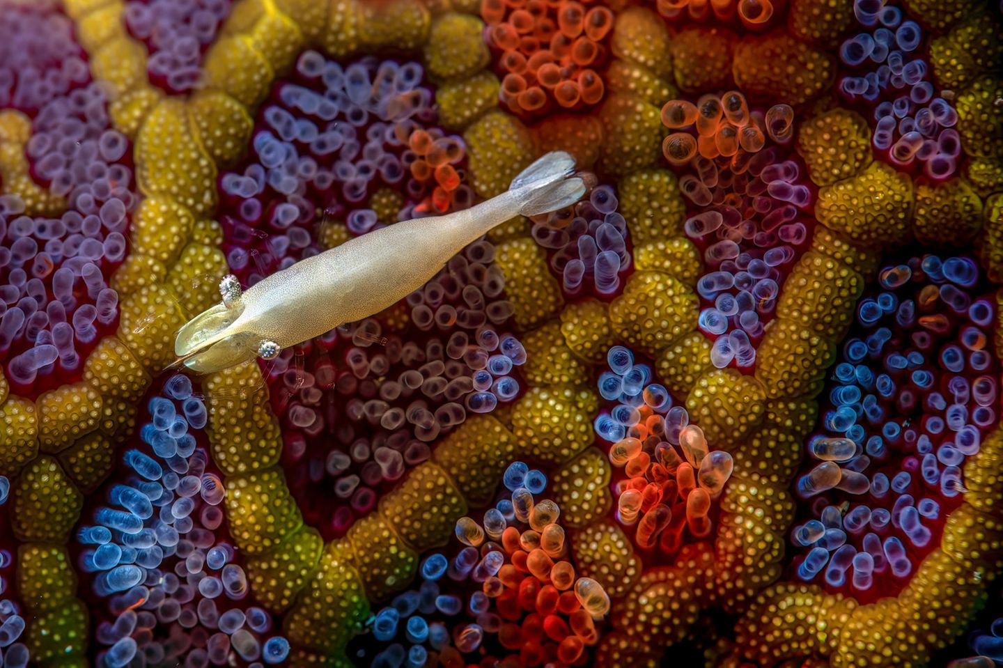 "Dreamtime" Ein raffinierter Wandteppich im marinen Ökosystem? Das Bild fängt die Beziehung zwischen einer Garnele und einem Seestern ein. Aufgenommen hat es Simon Theuma in Shellharbour, Australien. In der Kategorie "Underwater" belegt er damit den ersten Platz.